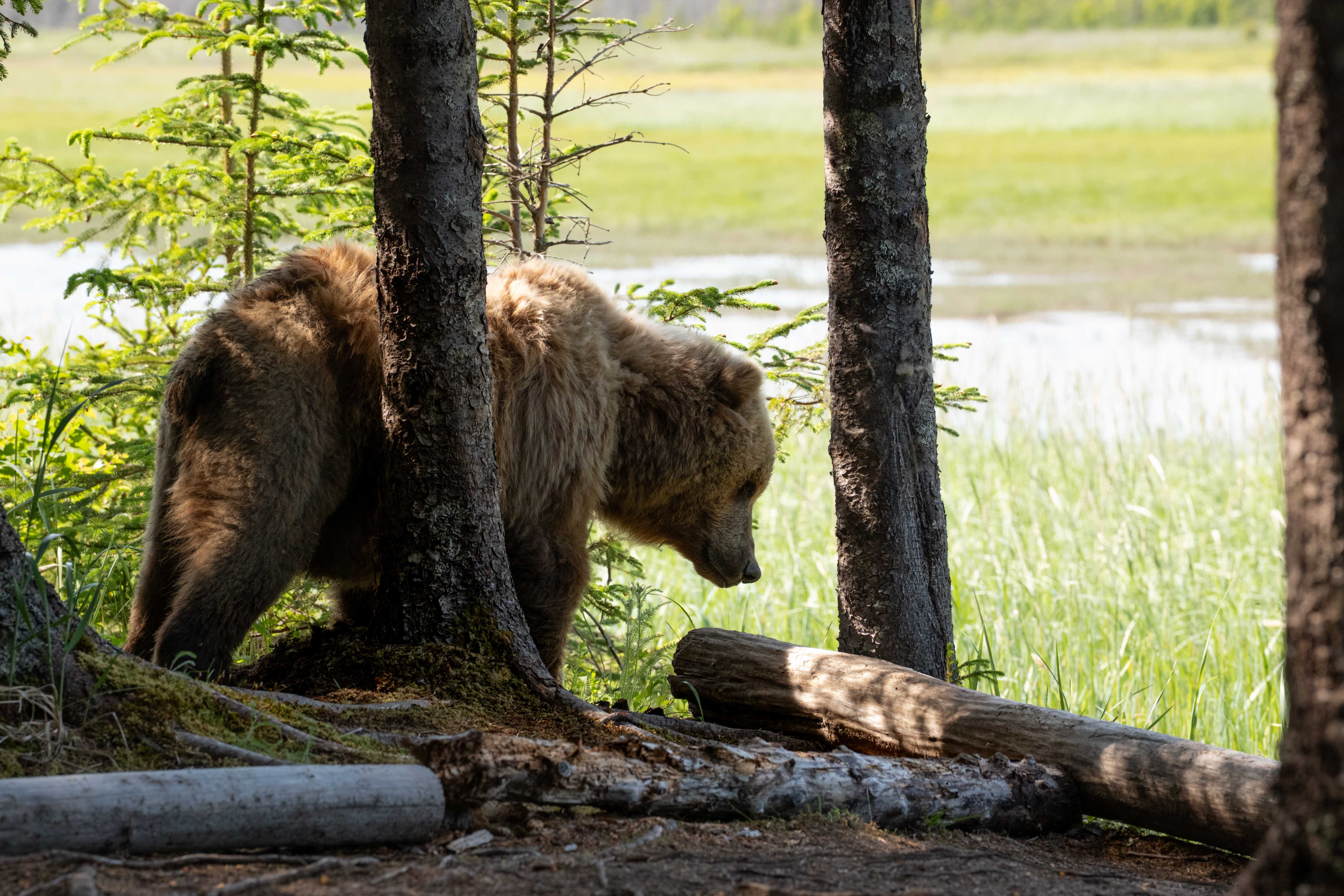 Large coastal brown bear moving through trees at the edge of a marsh at Lake Clark