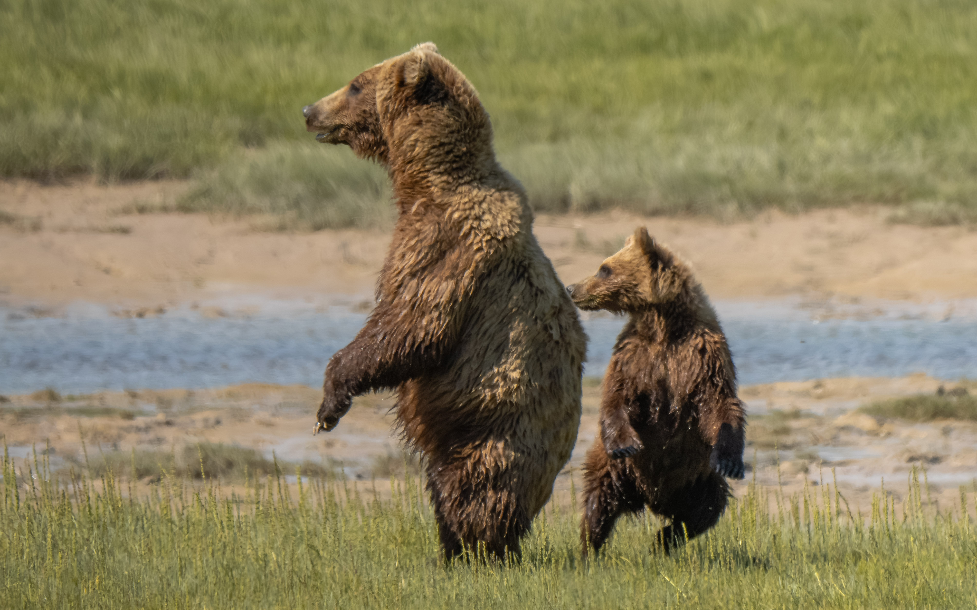 Coastal brown bear and cub standing upright in tall grass at Lake Clark National Park