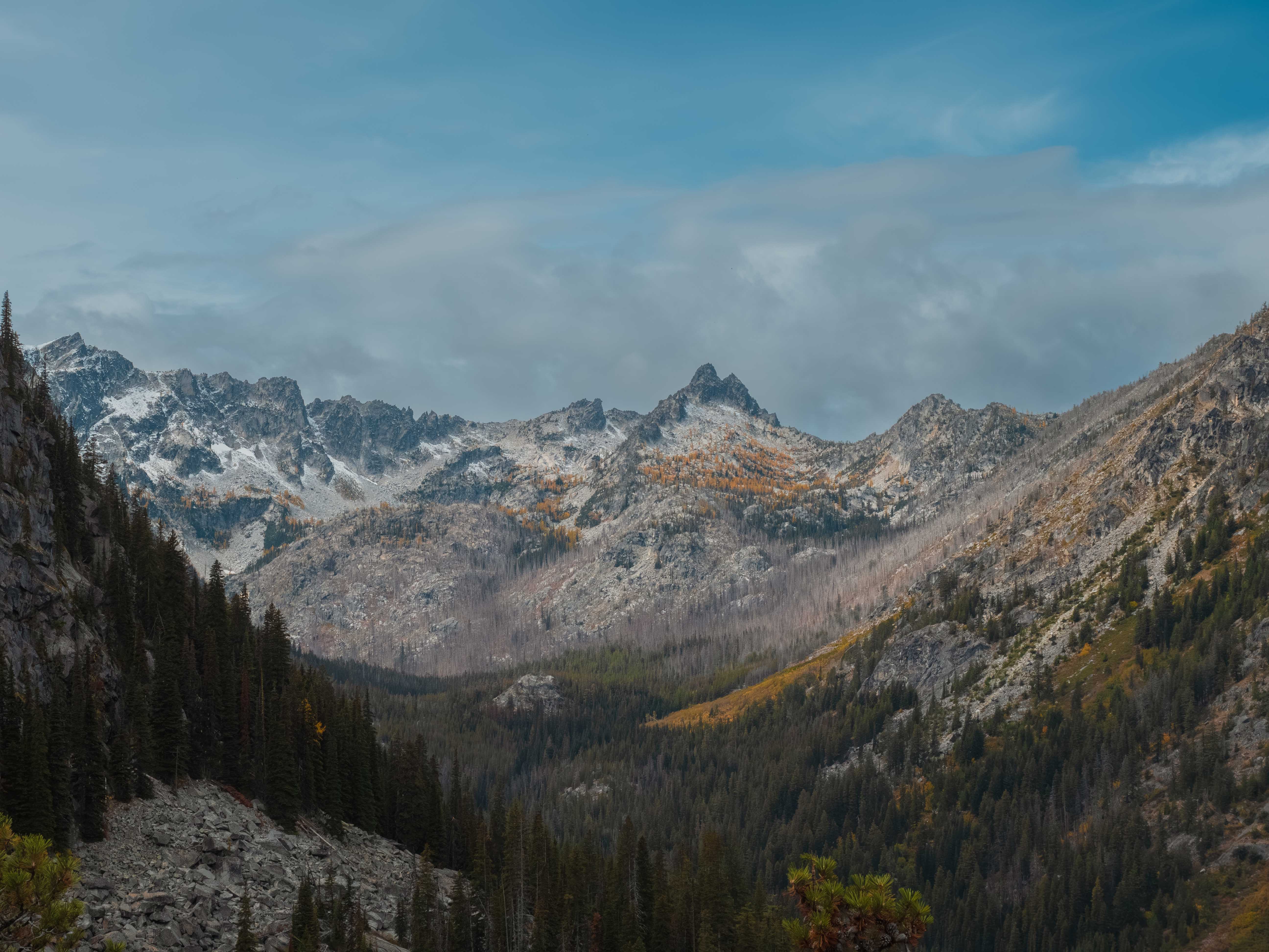 Panoramic view of snowy Cascade peaks above a hillside of brilliant gold western larches in early October