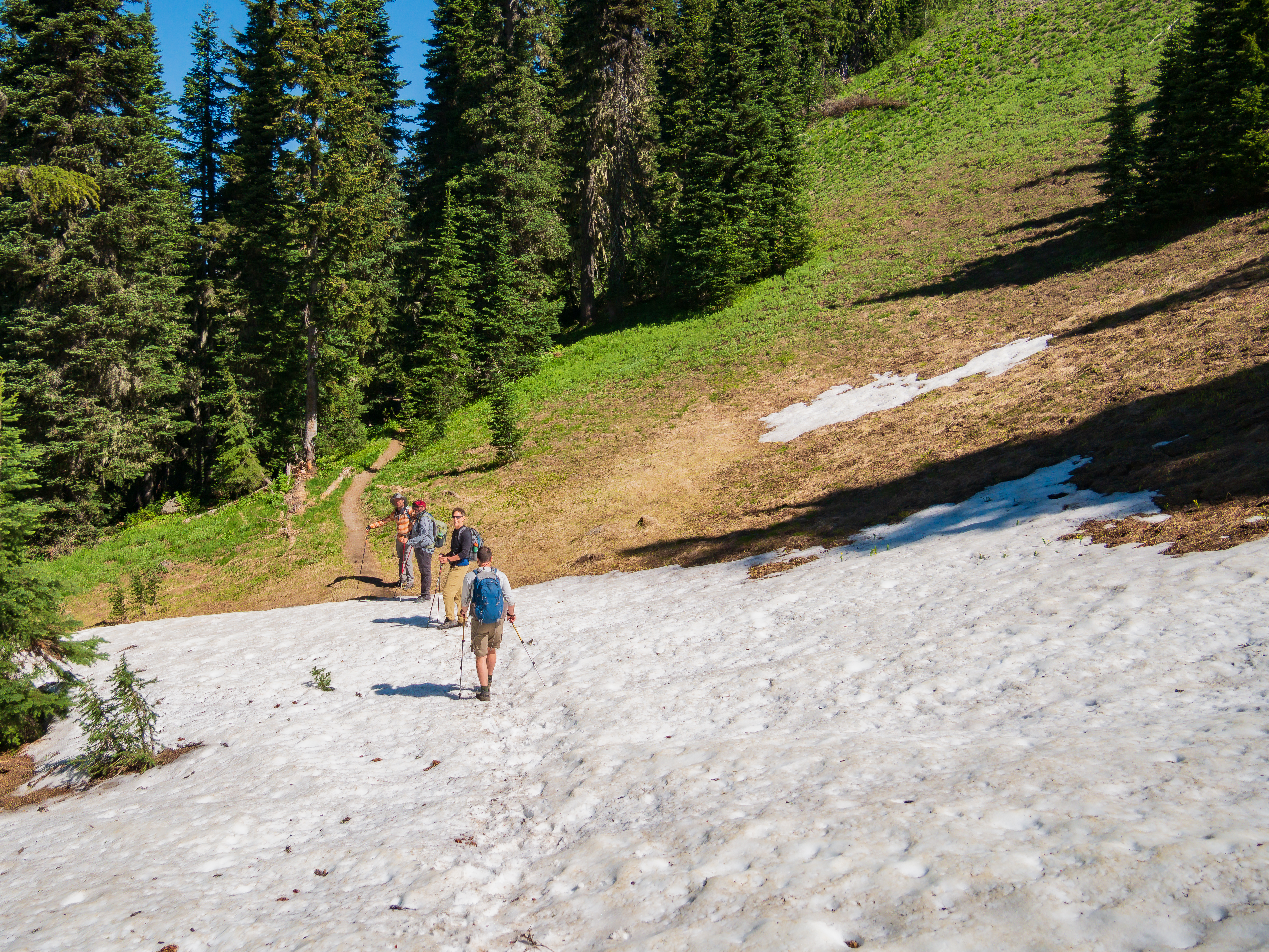 Three hikers ascending a broad July snowfield in the Goat Rocks Wilderness, trekking poles extended, green meadow and fir trees above