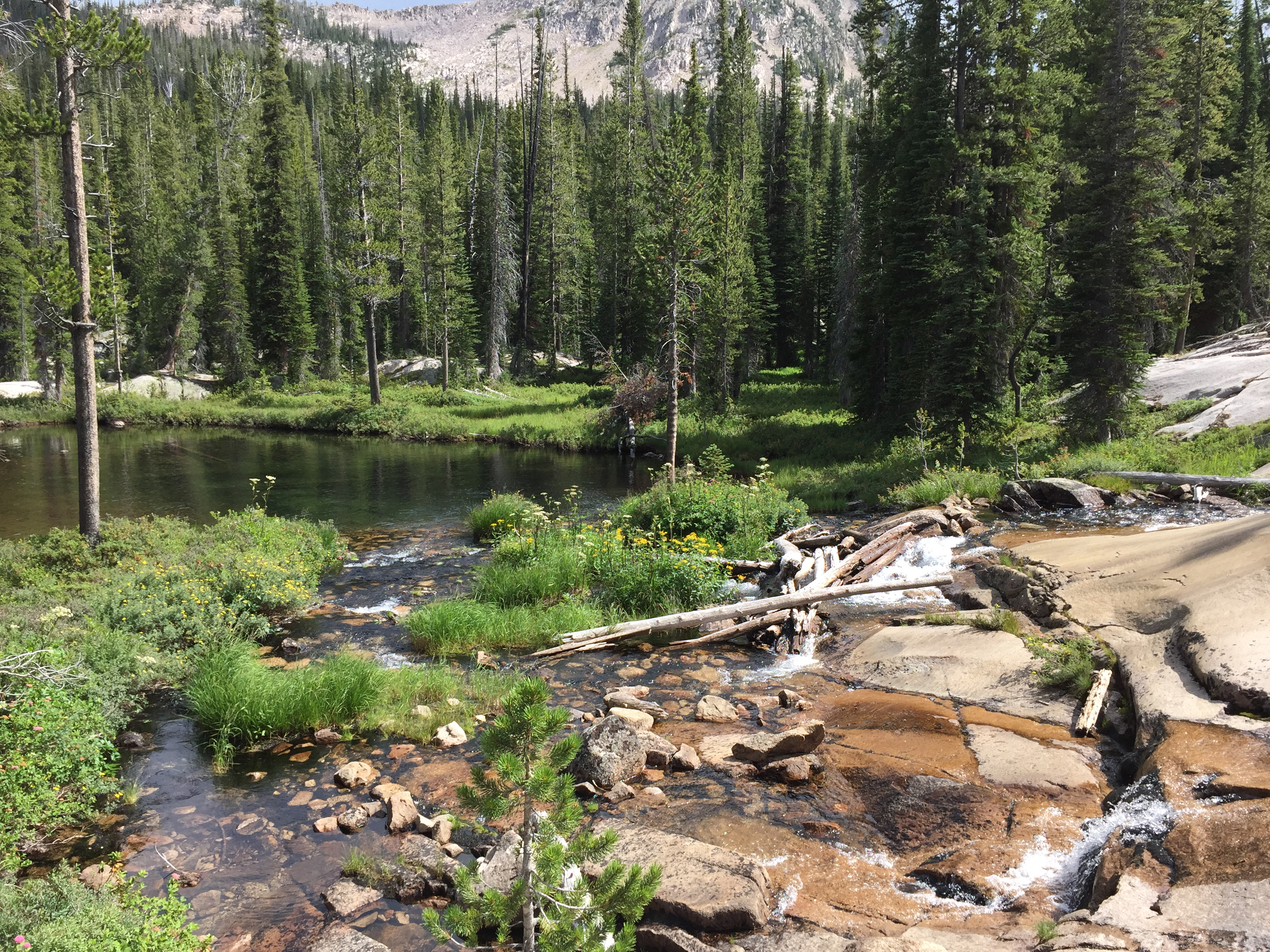 A cascade and wildflower meadow near Farley Lake in the Sawtooth backcountry