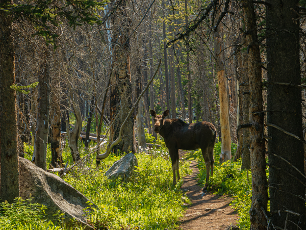 A young moose stands calmly on the trail in dappled forest light, surrounded by lodgepole pine and green undergrowth